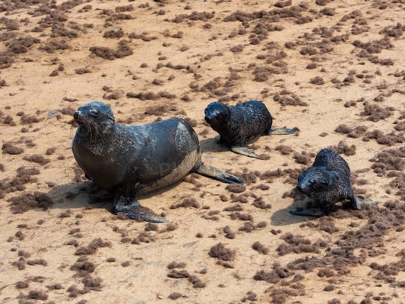 South African fur seals (Arctocephalus pusillus)