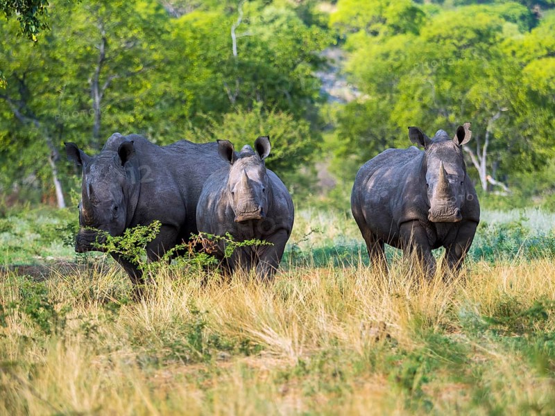 Three white rhinoceros (Ceratotherium simum) standing in the scrublands