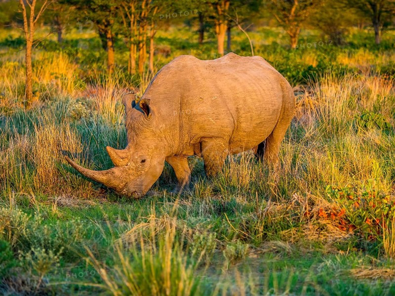 White Rhinoceros (Ceratotherium simum) grazing in the morning light