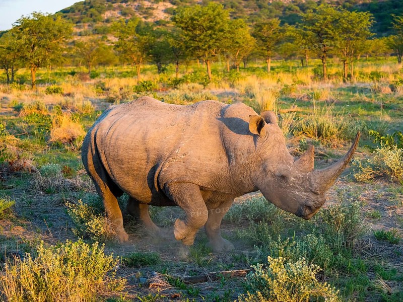 White Rhinoceros (Ceratotherium simum)