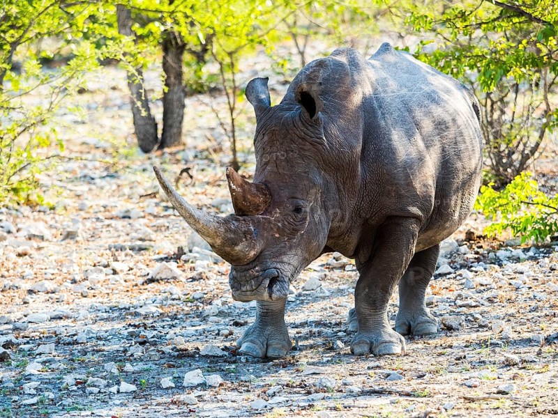 White Rhinoceros (Ceratotherium simum)