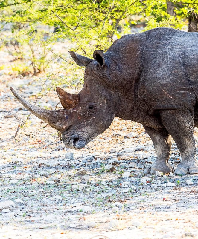 White Rhinoceros (Ceratotherium simum)