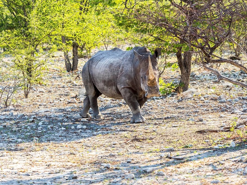 White Rhinoceros (Ceratotherium simum)