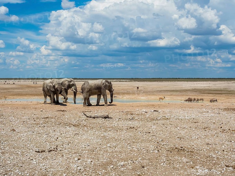 African bush elephants (Loxodonta africana) at waterhole