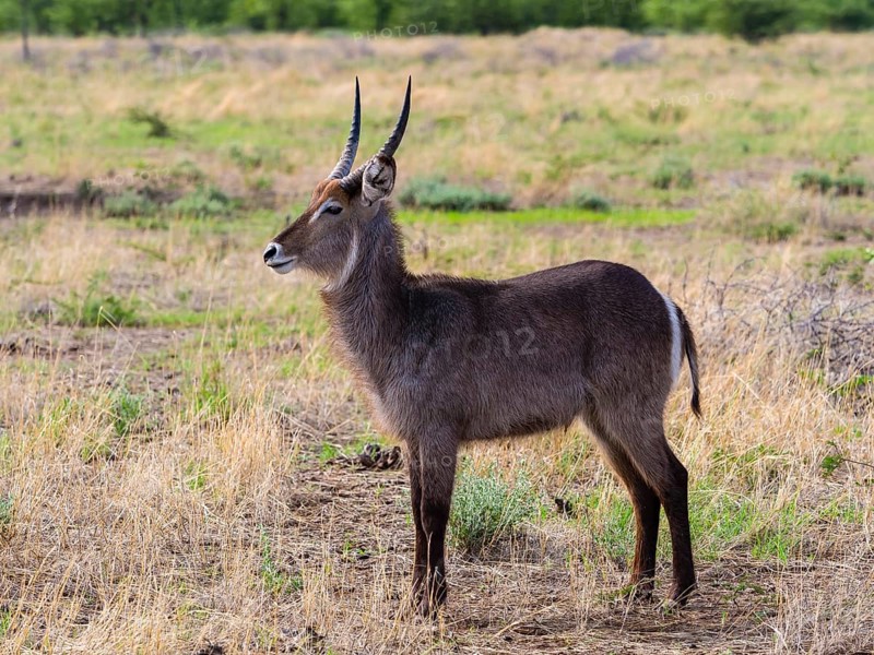 Waterbuck (Kobus ellipsiprymnus)