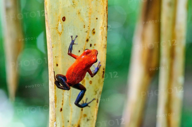 Strawberry poison-dart frog