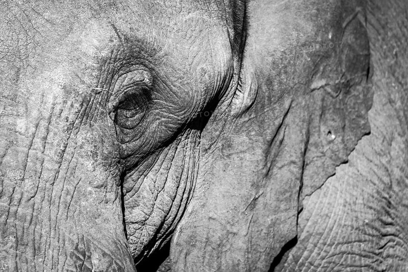 African Elephant (Loxodonta africana)