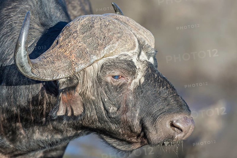 Cape buffalo (Syncerus caffer)
