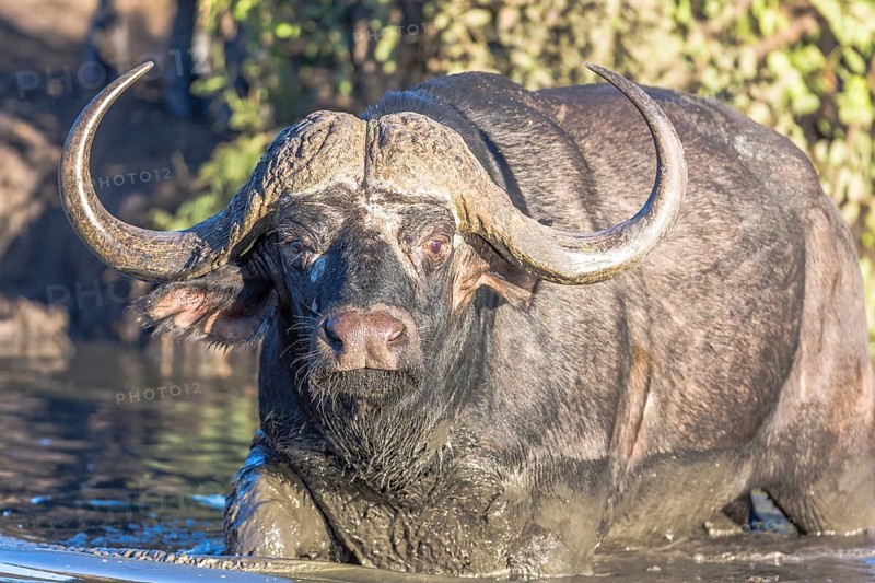 Cape buffalo (Syncerus caffer) in water