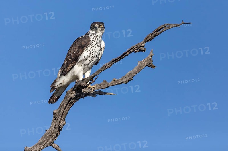 Perched African hawk eagle (Hieraaetus spilogaster)