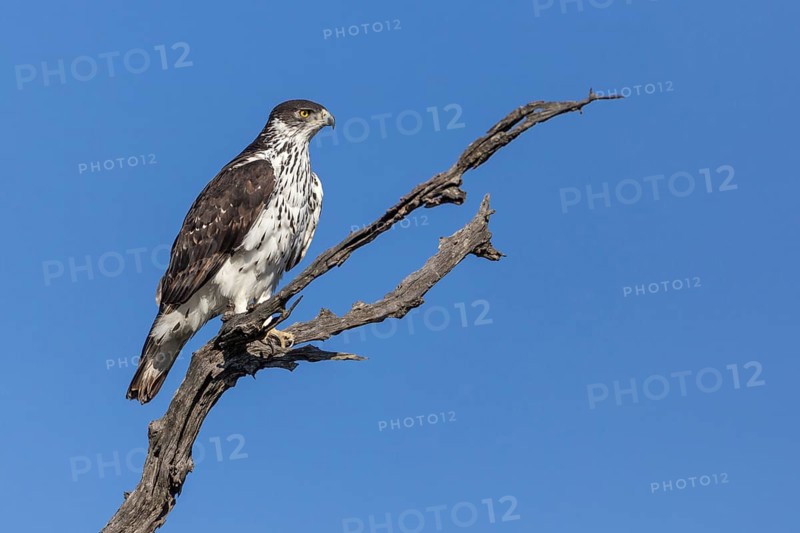 Perched African hawk eagle (Hieraaetus spilogaster)