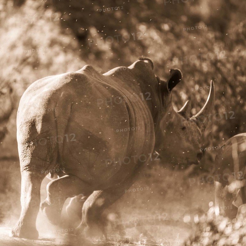 White rhinoceros (Ceratotherium simum) running away