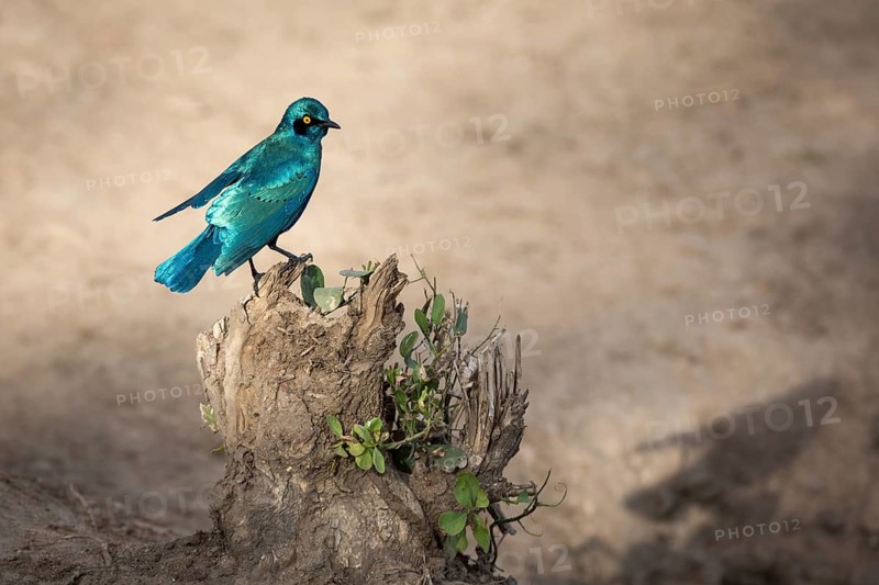 Green-breasted starling (Lamprotornis chalybaeus nordmanni) on rocky outcrop