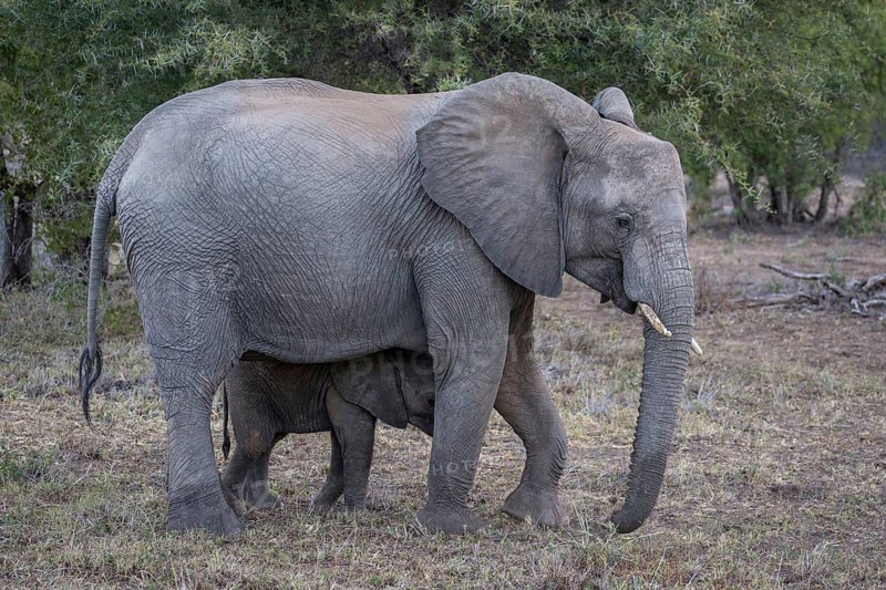 African bush elephants (Loxodonta africana)