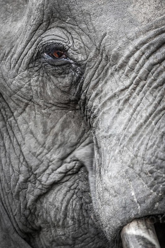 African bush elephant (Loxodonta africana)