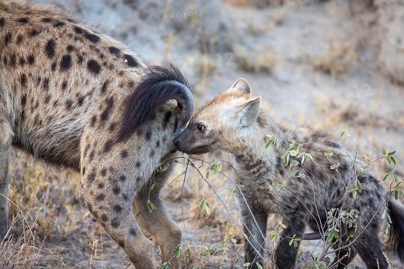 Spotted laughing hyenas (Crocuta crocuta)
