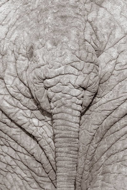 African Elephant (Loxodonta africana)