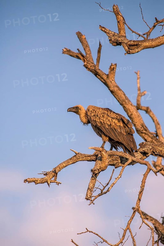 White-backed vulture (Gyps africanus) sitting on a bare tree
