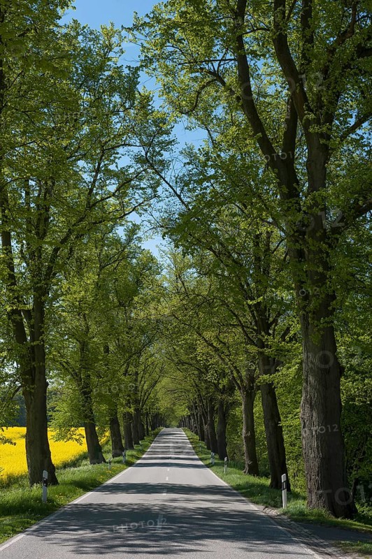 Largeleaf linden (Tilia platyphyllos) avenue next to rapeseed field