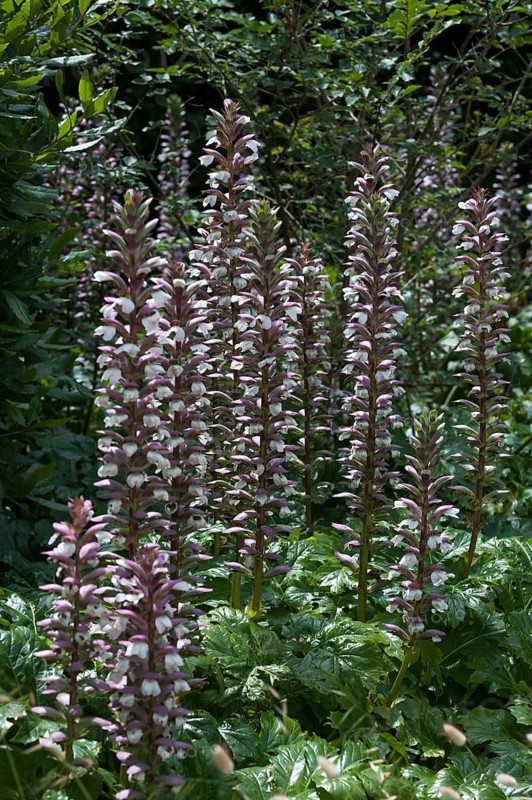 Acanthus (Acanthus) in bloom