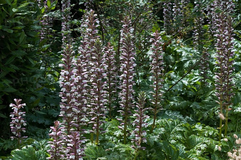 Acanthus (Acanthus) in bloom
