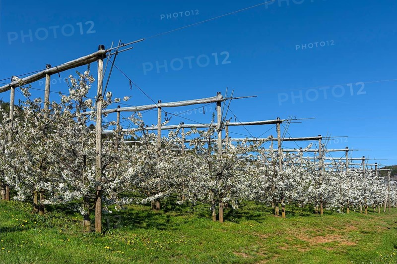 Young cherry trees