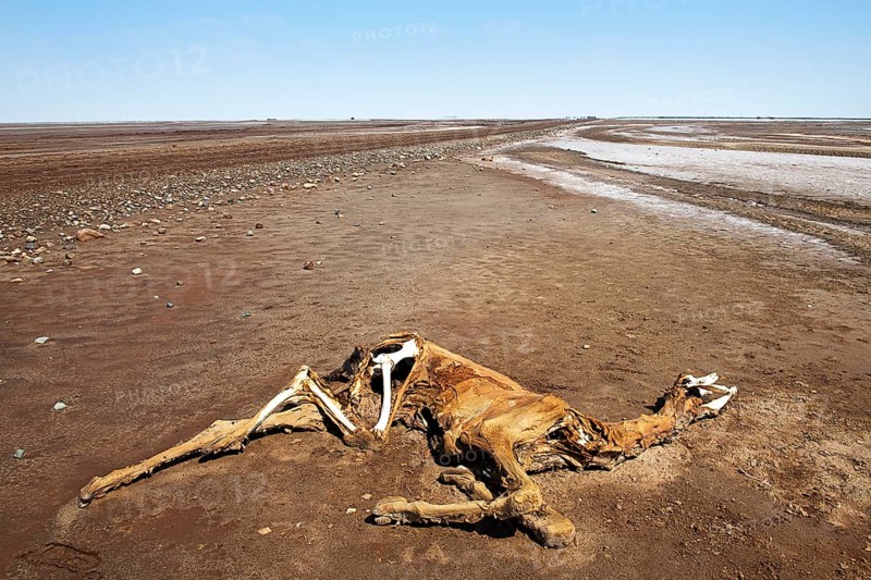 Dead camel