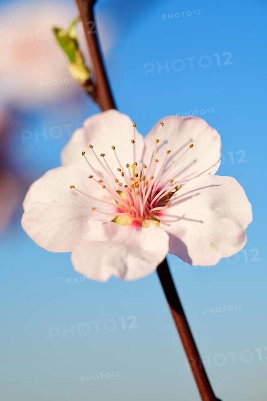 Blossoming almond trees in Edenkoben