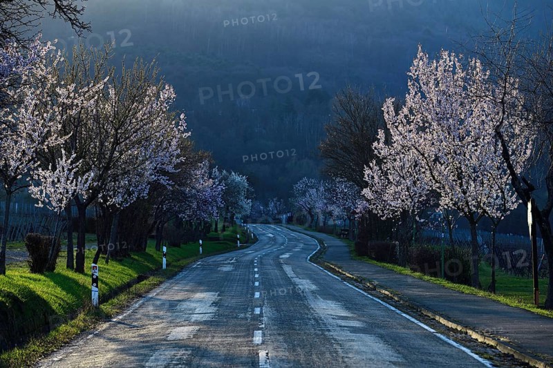 Country road flanked by almond trees