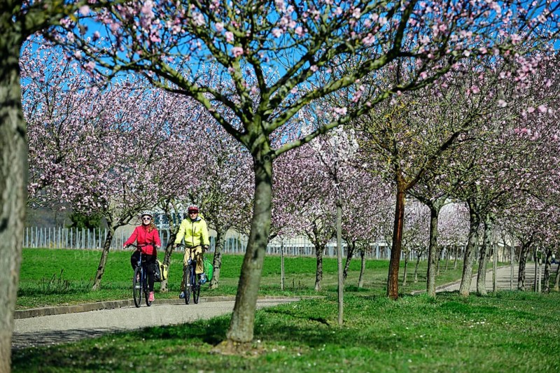 Cyclist in an alley flowering almond tree
