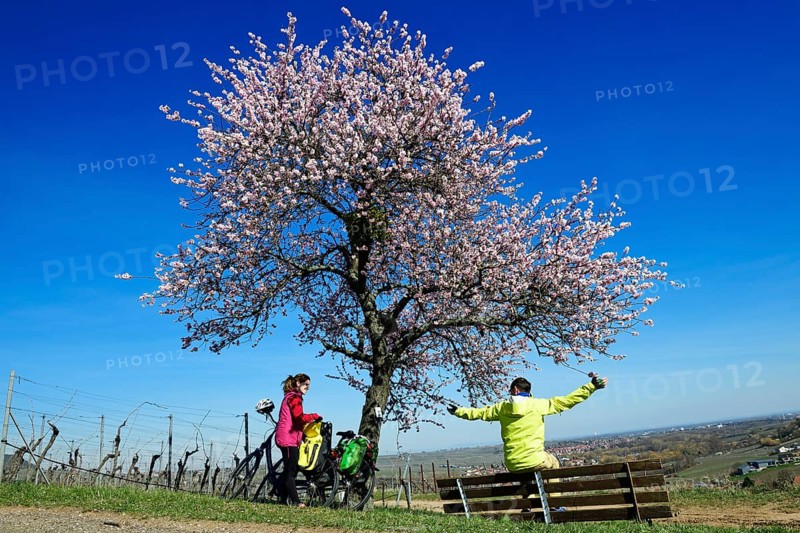 Cyclists take a break on the Palatinate Almond Trail near Leinsweiler
