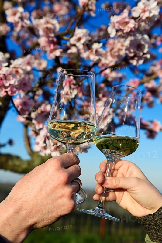 Pair toasting with white wine in front of a flowering almond tree