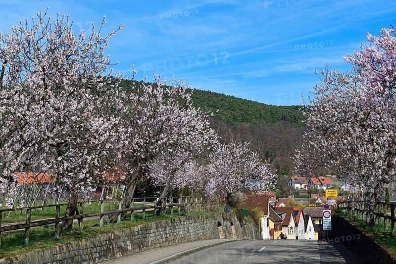 Blossoming almond trees at the entrance of Gimmeldingen