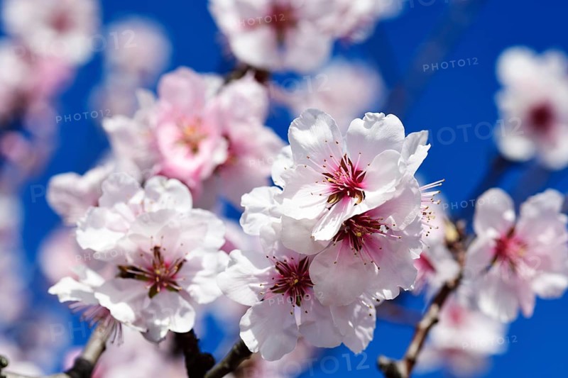 Almond blossoms