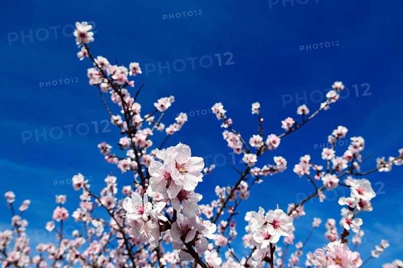 Almond blossoms