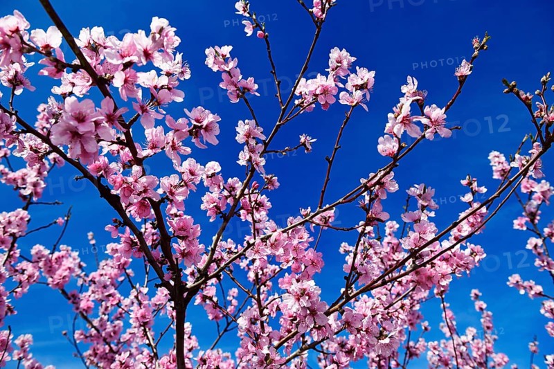 Almond blossoms