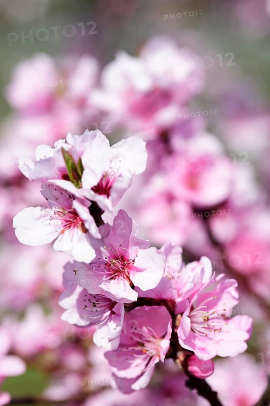 Almond blossoms