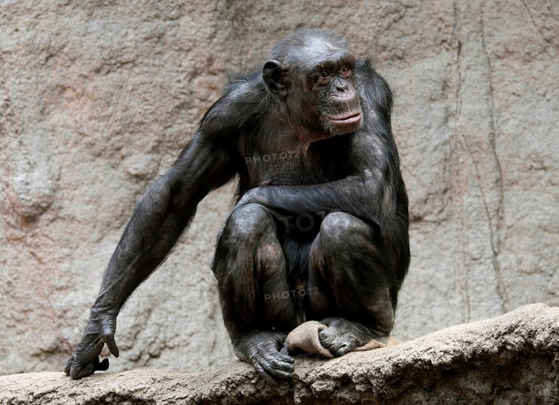 West African Chimpanzee (Pan troglodytes verus)