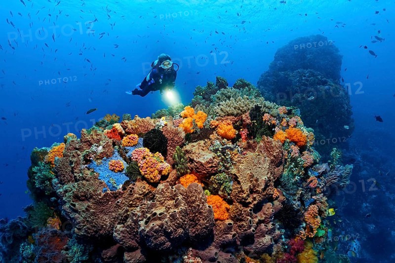 Diver views Coral colony