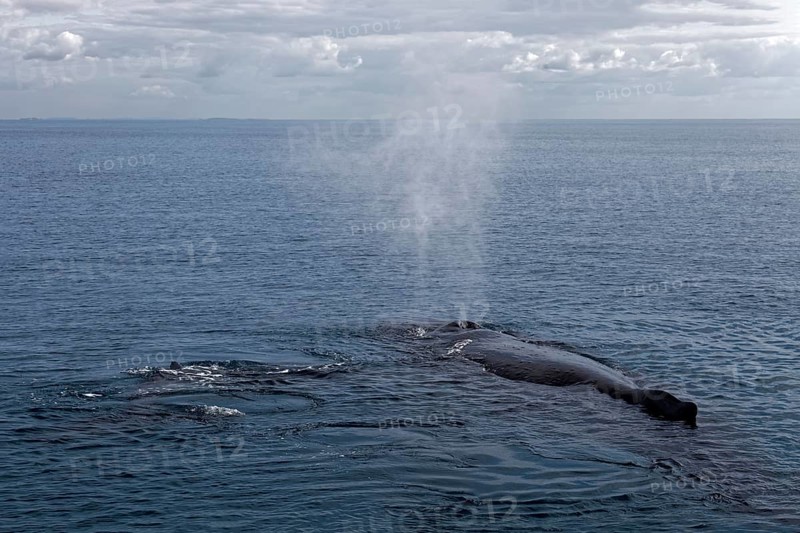 Humpback whale (Megaptera novaeangliae)