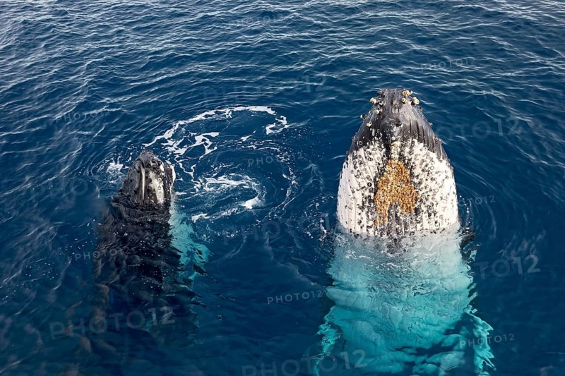 Humpback whale (Megaptera novaeangliae) with pup