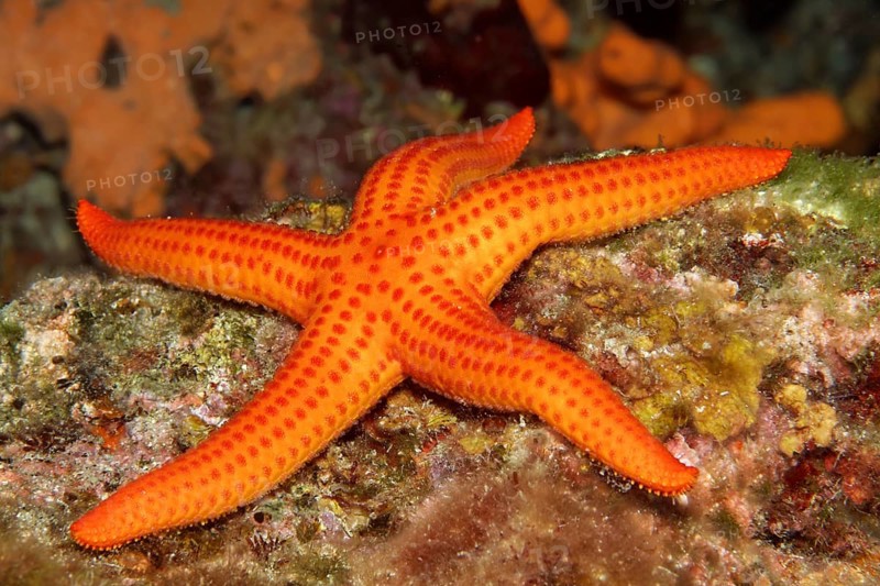 Orange starfish