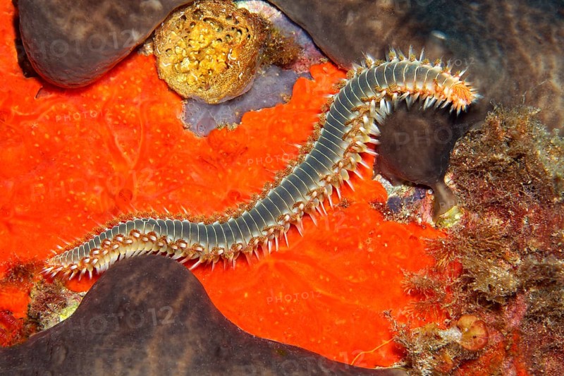 Bearded fireworm or fireworm (Hermodice carunculata)