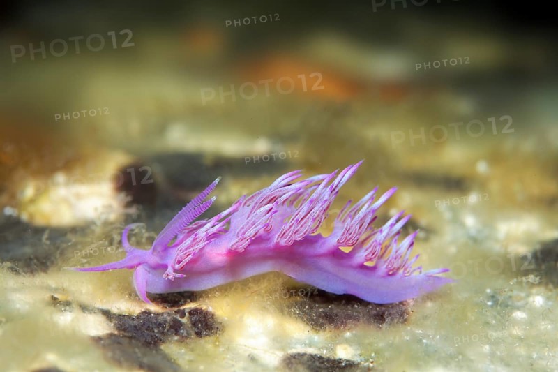 Violet Sea slug (Flabellina affinis) Sithonia