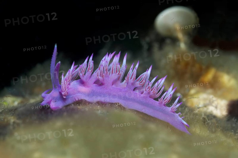 Violet Sea slug (Flabellina affinis) Sithonia