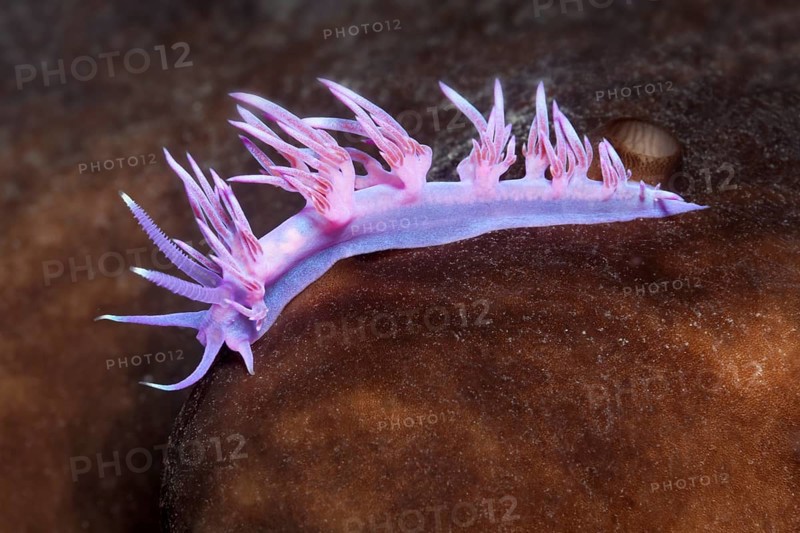 Violet Sea slug (Flabellina affinis) Sithonia