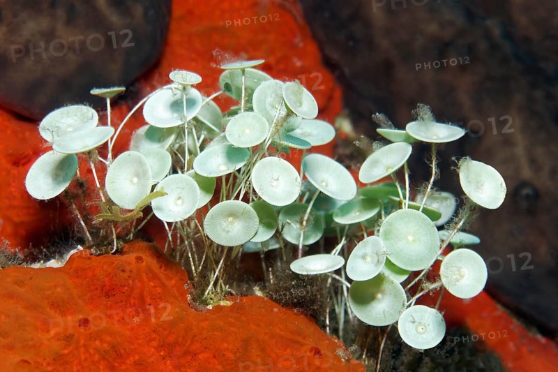 Algae (Acetabularia mediterranea)