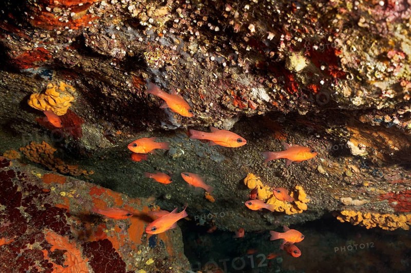 Overhang with swarm of cardinalfish (Apogon imberbis)