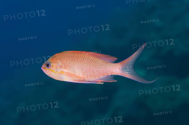 Mediterranean Anthias (Anthias anthias) male