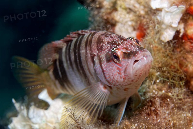 Painted comber (Serranus scriba)